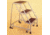 Ballymore Company Ladder Three Step 318R