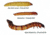 Bio-Serv Mealworms (LIVE) 100/CUP 9002