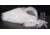 Biohit Tip Wdbore 10-1000 CS960 791020