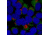 Biotium Cf640r Dk-x-rb Igg (h+l)2mg/ml 20178-1, Unit EA