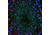 Biotium Cf405m Mix-n-stain (20-50 Ug) 92252, Unit EA