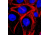 Biotium Phalloidin Cf633 Conjugate 00046, Unit EA