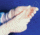 CT International Glove Ambi Nitrol Xl CS1000 NPX104