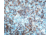 Diagnostic Biosystems BCL-2 Oncoprotein Rtu Mab PDM 016