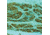 Diagnostic Biosystems CD34 Endothelial Cell Mab MOB 098