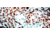 Diagnostic Biosystems CDC47 CONC. Mab MOB 340