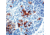 Diagnostic Biosystems Chromogranin A CONC. Mab MOB 048