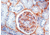 Diagnostic Biosystems Fibronectin CONC. Mab MOB 300
