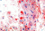 Diagnostic Biosystems Oil Red O Kit 100RXN KT 025