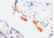 Diagnostic Biosystems Thrombospondin CONC. Mab MOB 315