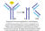G-Biosciences Papain Immobilized 5ml Resin 786-790, Unit EA