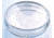 Greiner Bio-One Dish PLY-D-LYSINE100X20MM CS40 664940