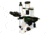 LW Scientific Inverted Microscope with Plan 4X/40X and Phase 10x/20x Objectives, CREAM L1M-T04A-DPH3