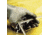 North Safety Products/Haus Gloves Butyl 13MIL Rough 7 PR2 B131R/7