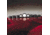 Qorpak Black Phenolic Screw Caps, Pulp/Vinyl Liner, Qorpak 5023/12