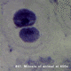 Barska Prepared Slide - Mitosis of animal cells