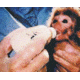Bio-Serv Diet Infant Primate 1KG F0554SP