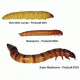 Bio-Serv Mealworms (LIVE) 100/CUP 9002