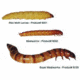 Bio-Serv Wax Moth Larvae (LIVE) 250/CUP 9001