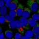 Biotium Cf640r Dk-x-rb Igg (h+l)2mg/ml 20178-1, Unit EA