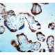 Diagnostic Biosystems Caspase 1 - Rabbit .5ML RP 064-05