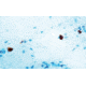 Diagnostic Biosystems Caspase 3 - Clone 3CSP03 .5ML MOB 309-05