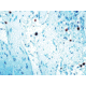Diagnostic Biosystems Caspase 8 CONC. Polyclonal Ab RP 097