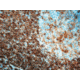 Diagnostic Biosystems CD45RA B Cell Clone 4KB5 .5ML MOB 041-05