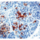 Diagnostic Biosystems Chromogranin A CONC. Mab MOB 048