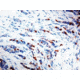 Diagnostic Biosystems Cyclin D1 Clone BV2 RMPD 023