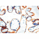 Diagnostic Biosystems Egfr - Clone SP9 1ML RMAB 020