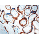 Diagnostic Biosystems Egfr CONC. Mab MOB 267