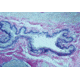 Diagnostic Biosystems Elastic Kit 100RXN KT 012