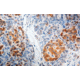 Diagnostic Biosystems GAD65 - Rabbit .5ML RP 075-05
