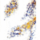 Diagnostic Biosystems Heregulin - Clone 7D5 .5ML MOB 343-05