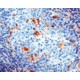 Diagnostic Biosystems CD68 Macrophage Rtu Mab PDM 065