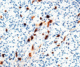 Diagnostic Biosystems Macrophage - Clone MAC387 .5ML MOB 203-05