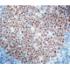 Diagnostic Biosystems MSH2 - Clone 25D12 .5ML MOB 332-05