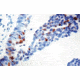 Diagnostic Biosystems P57KIP2 CONC. Mab MOB 291