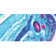 Diagnostic Biosystems Trichome MASSONS Kit 100RXN KT 034