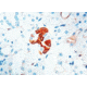 Diagnostic Biosystems Vegf - Rabbit .5ML RP 121-05