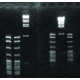 Diversified Biotech SYNERGEL-100GM Agarose ADD. SYN100