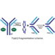 G-Biosciences F(ab)2 Fragmentation Kit 786-274, Unit EA