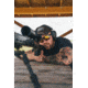 Gatorz Marauder Glasses, Smoke Polarized Lens w/Sunburst Mirror, Black Cerakote, One Size, GZ-12-413