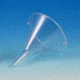 Globe Funnel Pp 55MM CS100 8303