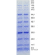 Jule Standard Protein Broadrange BRSTD