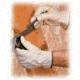 Protective Industrial Products Glove Driver Grain Med PK12PR 161SB-M