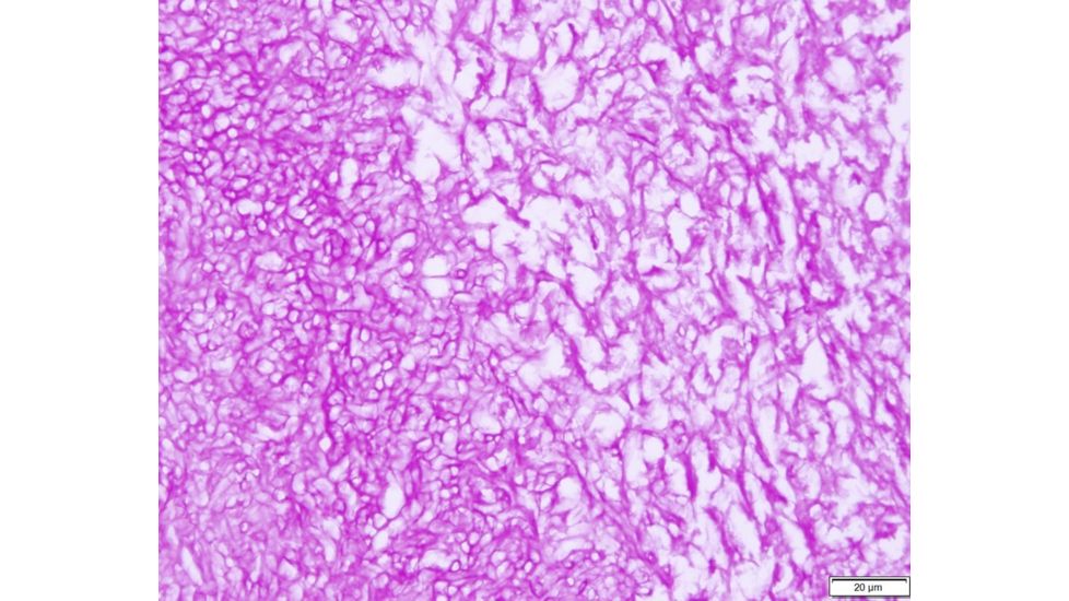 Azer Scientific Control SLIDE, FUNGI-PAS ESCS-113