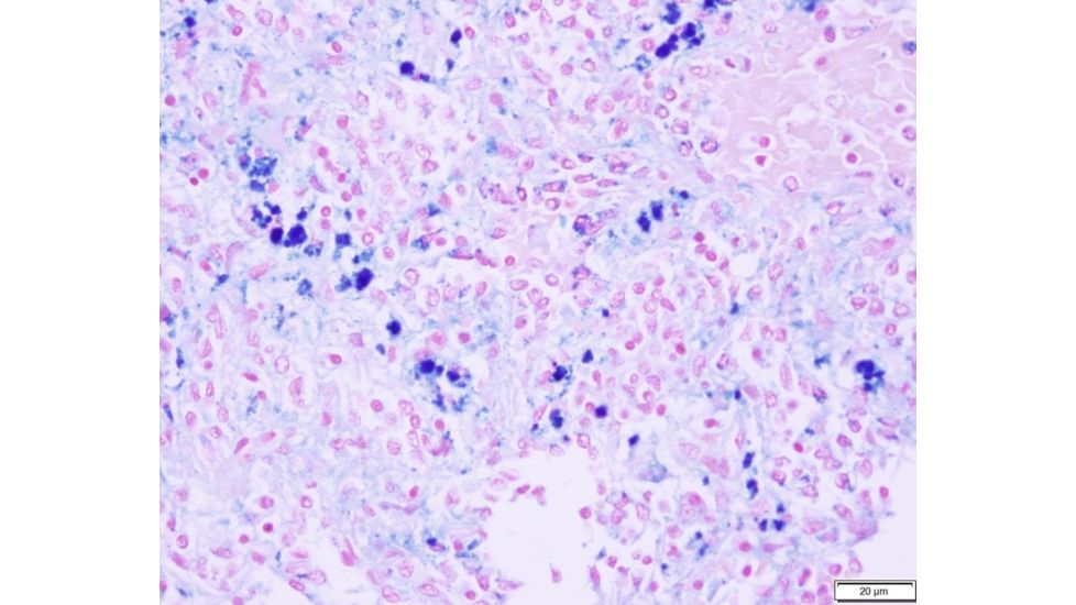 Azer Scientific Control SLIDE, Iron ESCS-118