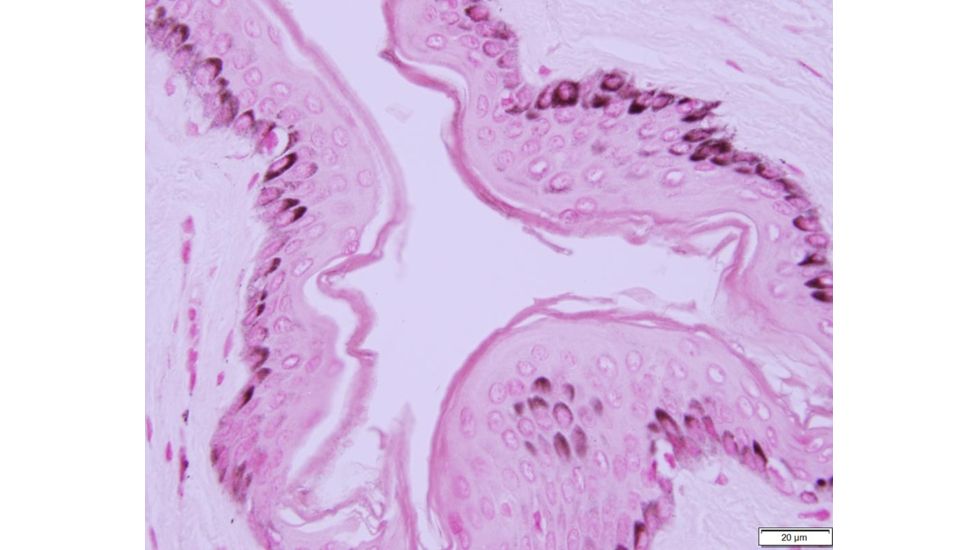 Azer Scientific Control SLIDE, Melanin ESCS-122